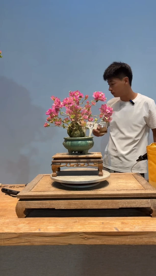 无花朵平**生三角梅专场一物一拍3
