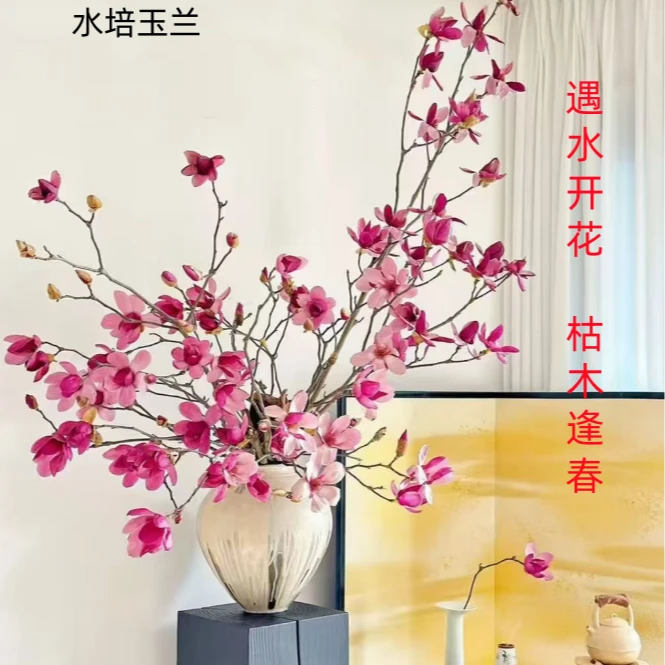 【水培玉兰鲜切枝】玉兰鲜枝70-90公分带花苞室内外耐寒花卉好看A61