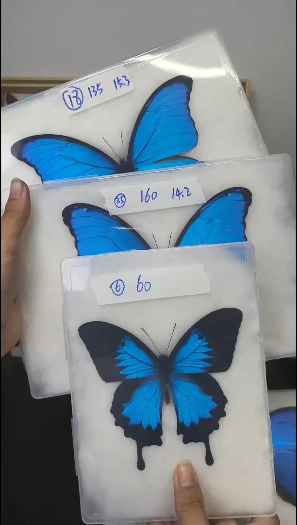 木大蓝展翅品专拍