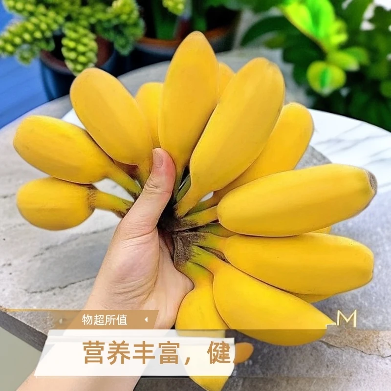 【现摘青果】广东正宗苹果蕉当季糯香甜薄皮新鲜孕妇青皮香蕉3斤