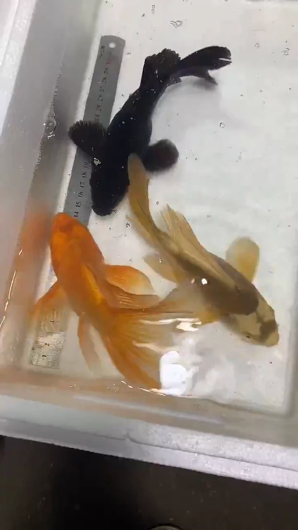 蝴蝶鲤鱼蝴蝶鲤直播选鱼专用链接