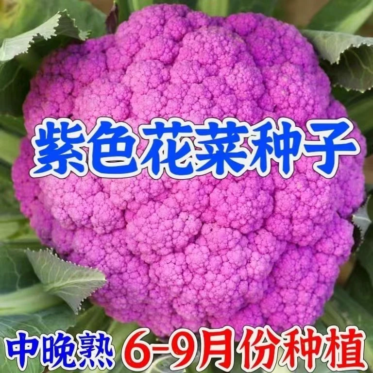 【全店满8包包邮】紫色花椰菜种子