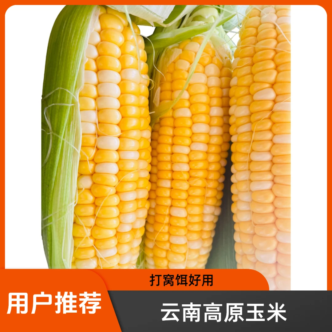 【钓鱼专用】云南高原水果玉米钓鱼玉米饵料打窝玉米钓鱼不空军