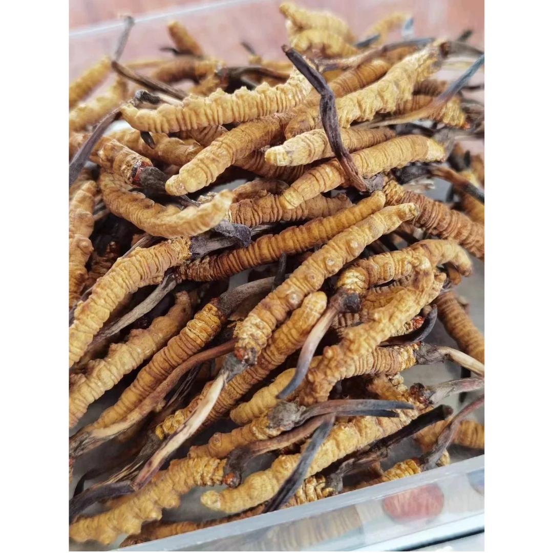 【艾林专属】冬虫夏草 虫草g非断干货(非枸杞)