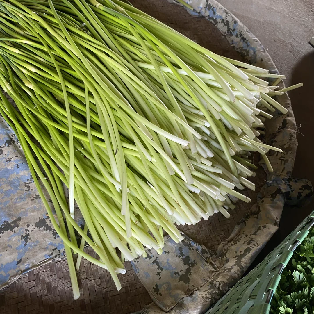 丰县特产白帽蒜苔 清脆多汁  新鲜上市