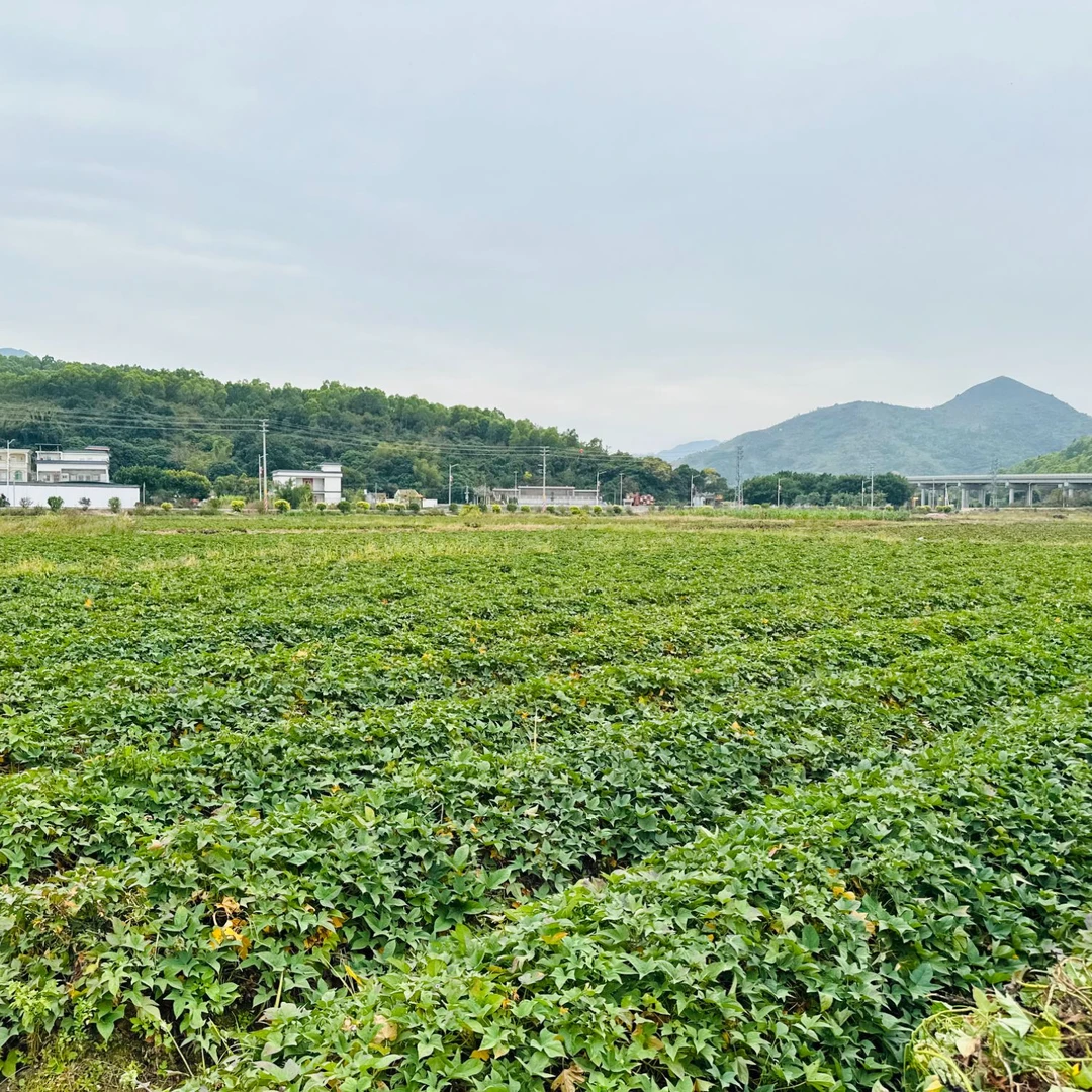 中三兴平哥助农-冰激凌红薯