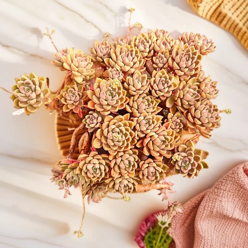 璀璨230#云大B1棚 雪山多肉 新手必备好看好养一单包邮