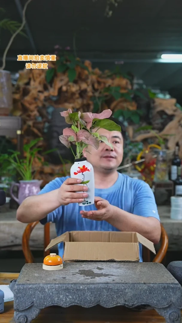 当前无花栽培后可以开花红粉佳人236H
