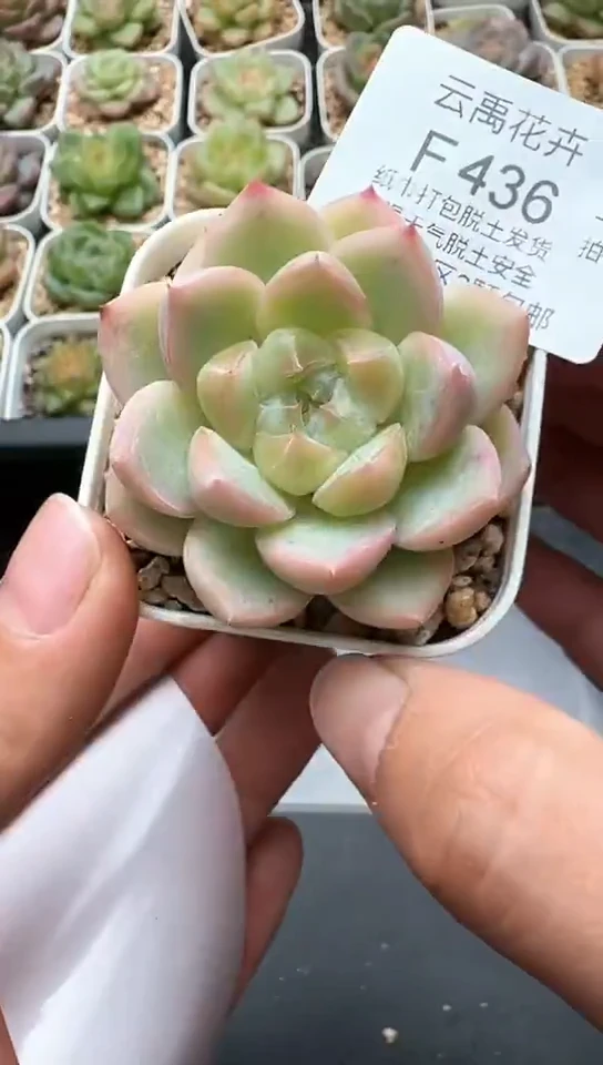 436F云禹多肉植物 默认脱土纸巾打包 3颗包邮