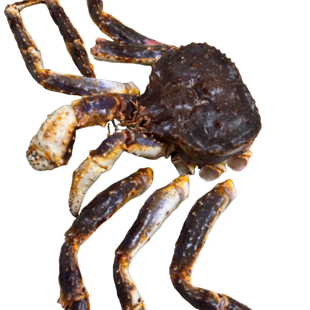 俄罗斯帝王蟹鲜活大螃蟹冰鲜生冻特产