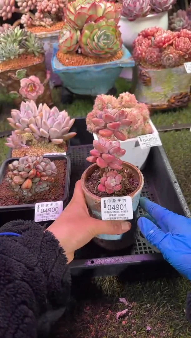 【闪购商品】04901