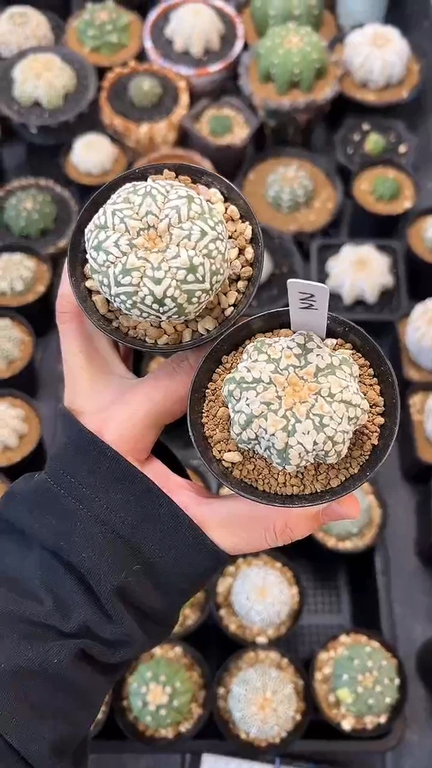 ?****✨实生根星兜两颗编码22