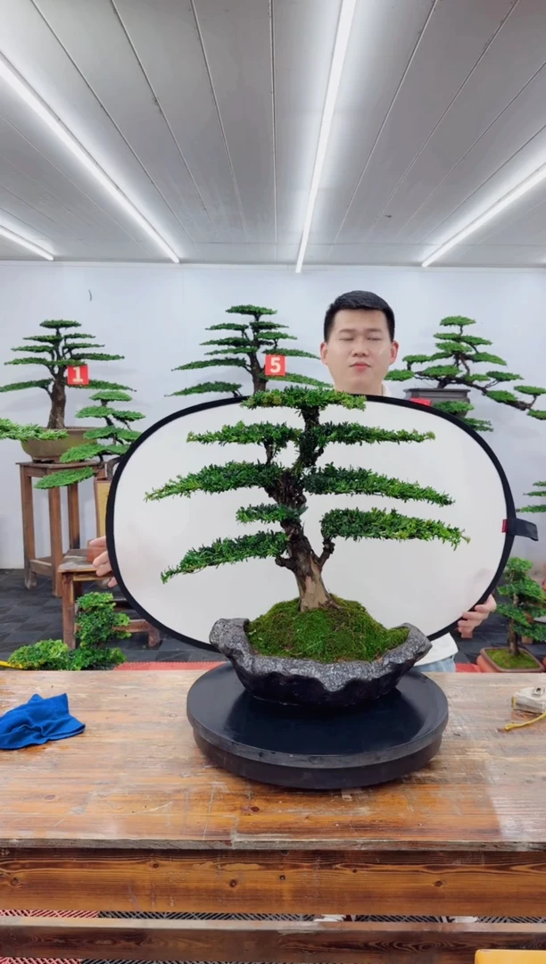 无花朵红芽罗汉松11111111111