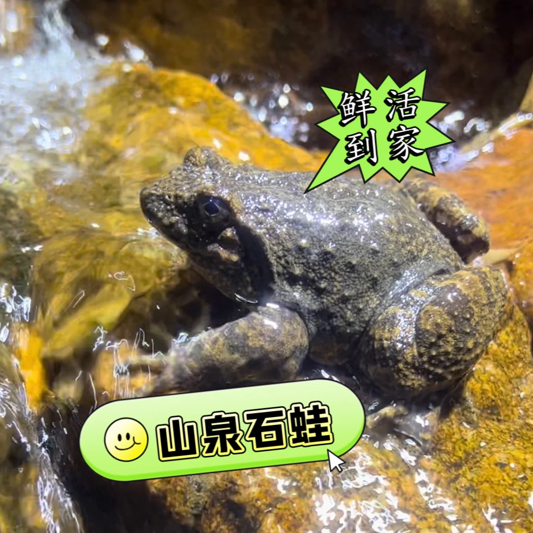 广东鲜活石蛙石冻石蛤石拐山珍美味月子滋补蛙