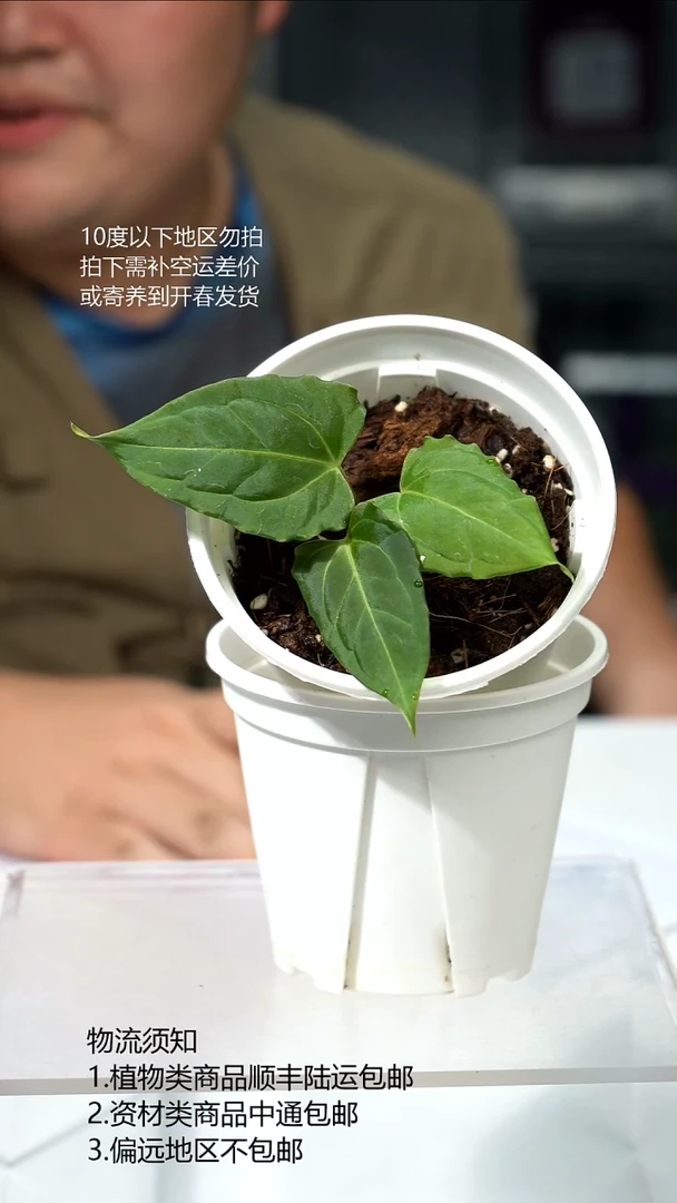 完全开放Getafix*传奇01 小