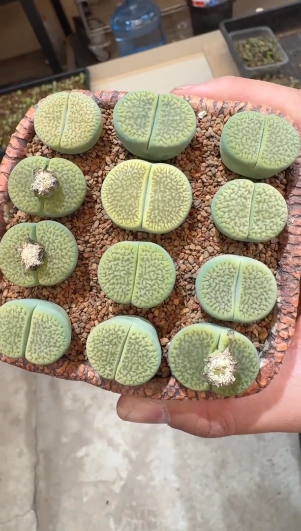 49多肉植物肉锥绿富贵一颗