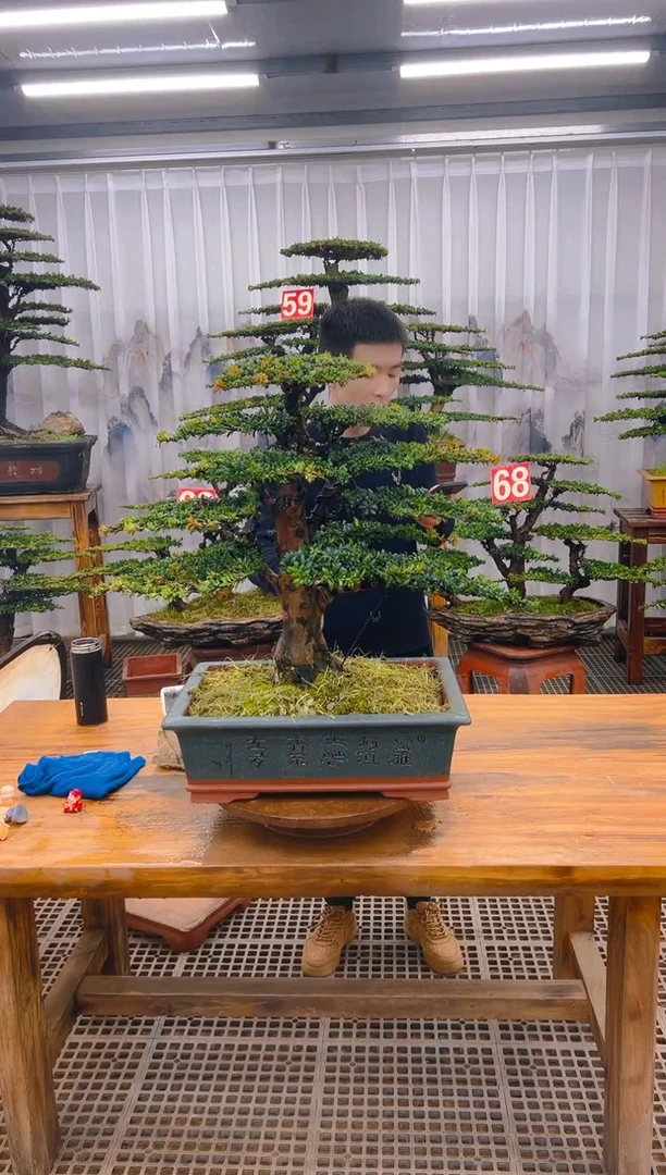 【闪购商品】紫砂精品盆景直播间一物一拍