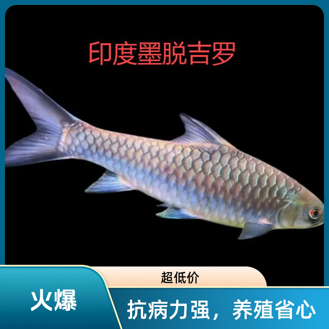 吉罗鱼印度皇室金吉罗鱼印度墨脱草鱼苗吉罗观赏鱼