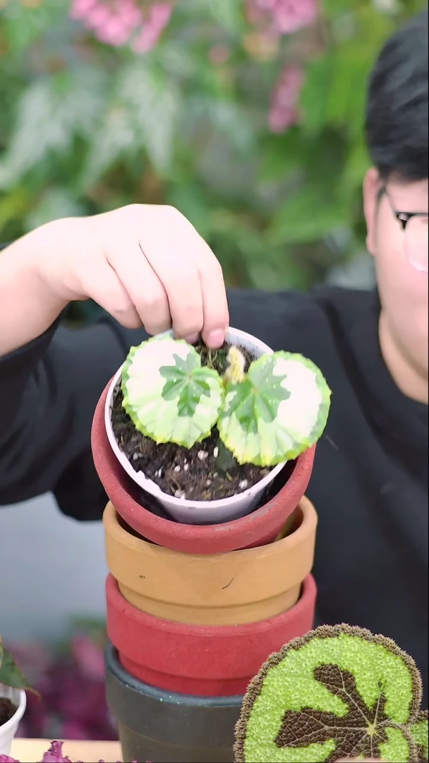 完全开放米奇马山秋海棠