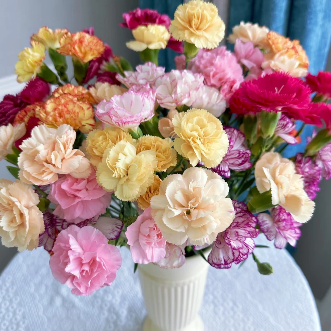 多头康乃馨一扎18-20支鲜花速递