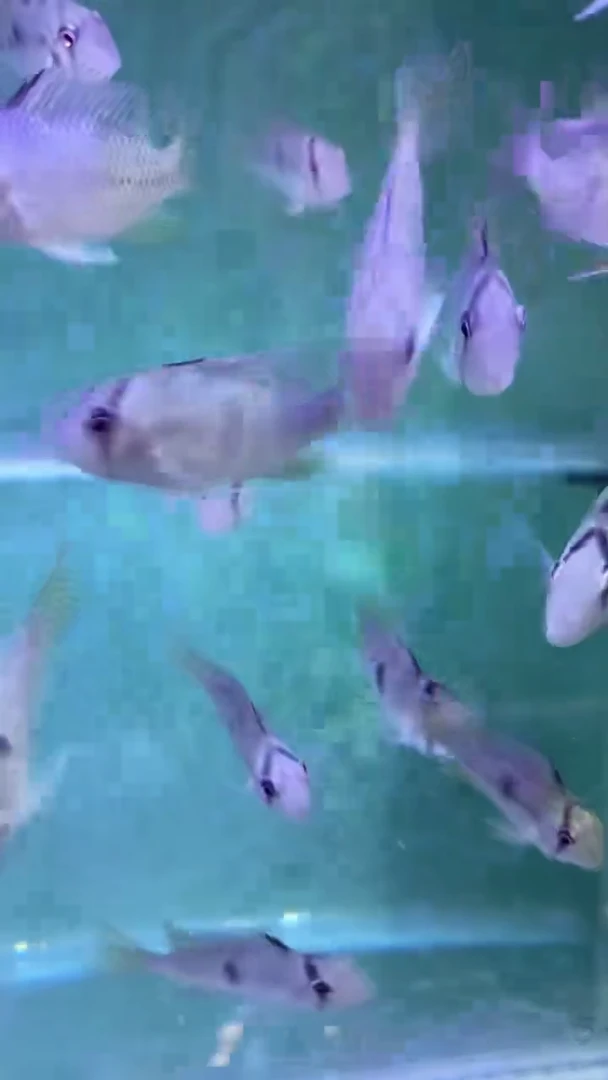 短鲷鱼钻石潘王3cm4条