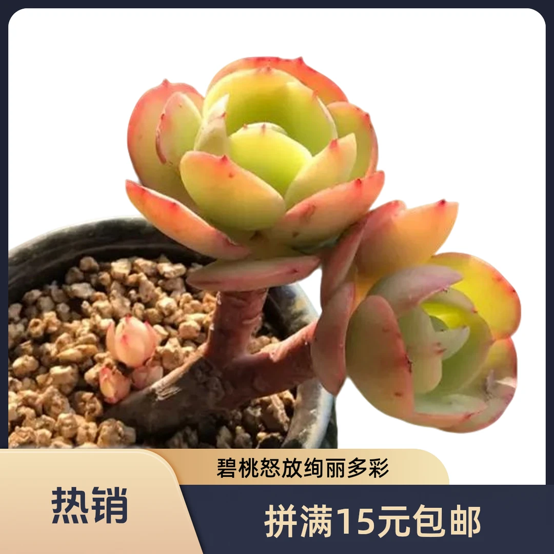 碧桃拼满15元包邮星花怒放阳台露台办公室绿植植物