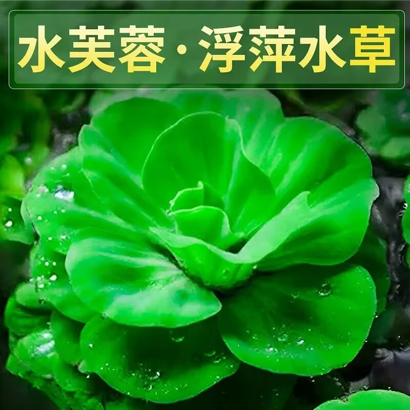 水芙蓉水草水培鲜活植物鱼缸龟缸庭院池塘水生绿植净化水质