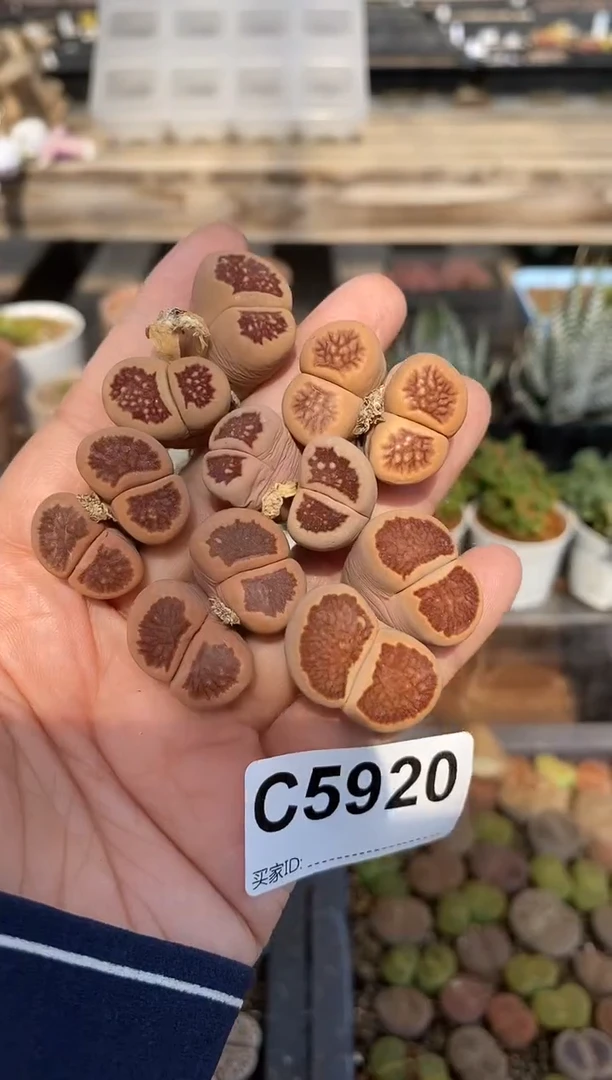 5920直播一物一拍