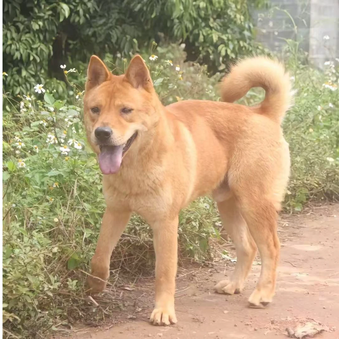 狗界陈冠希广西中华田园犬土猎犬幼犬