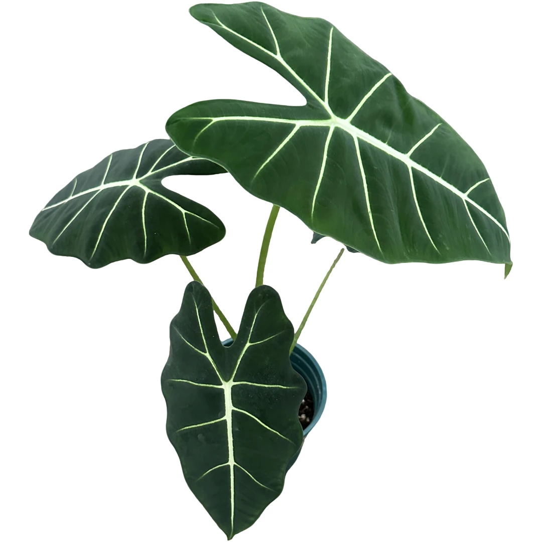 小绿天鹅绒海芋盆栽网红绿植好养耐阴四季常青