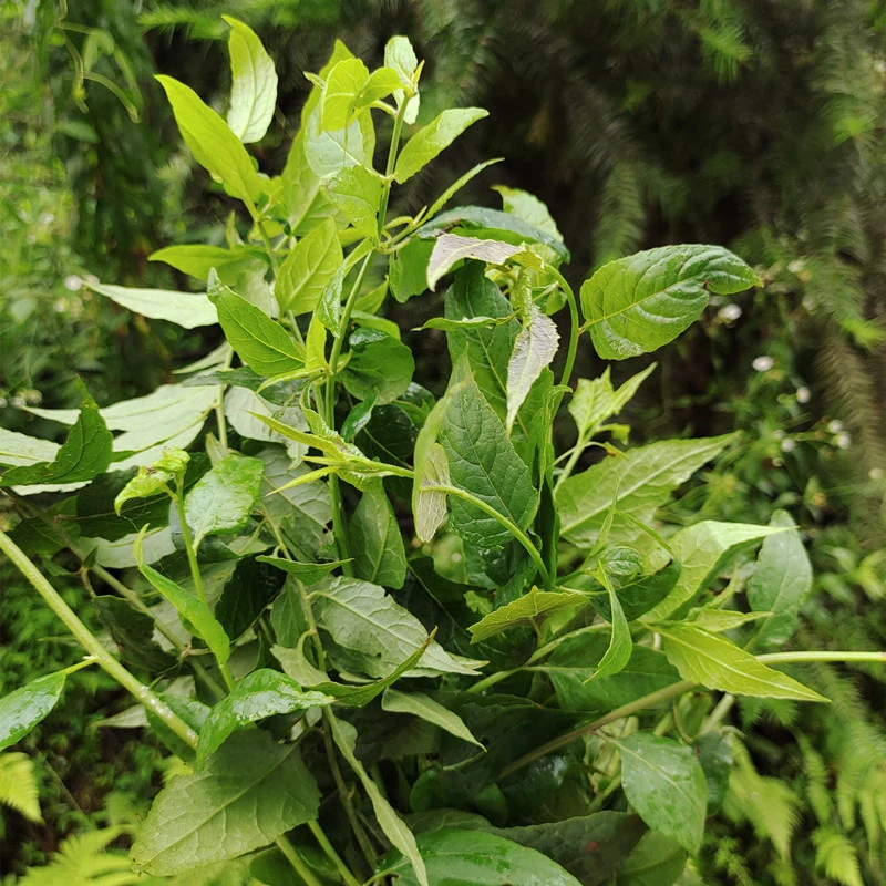 秦农原野新鲜千里光母婴宝宝洗澡