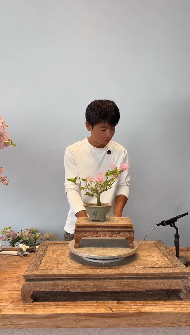 全部花朵羽*三角梅71