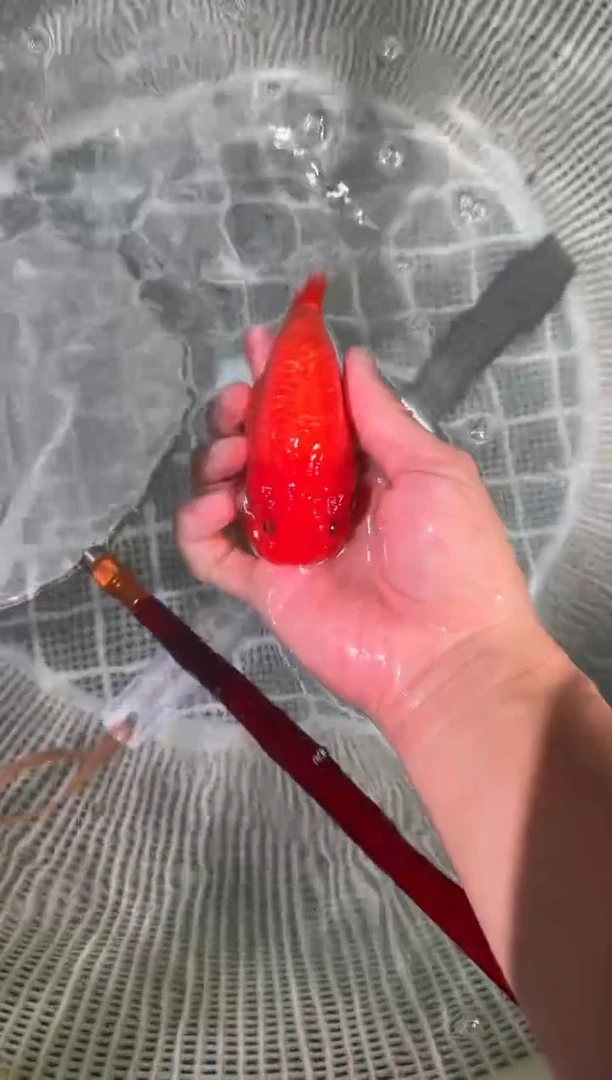 狮头鱼精品兰寿一条