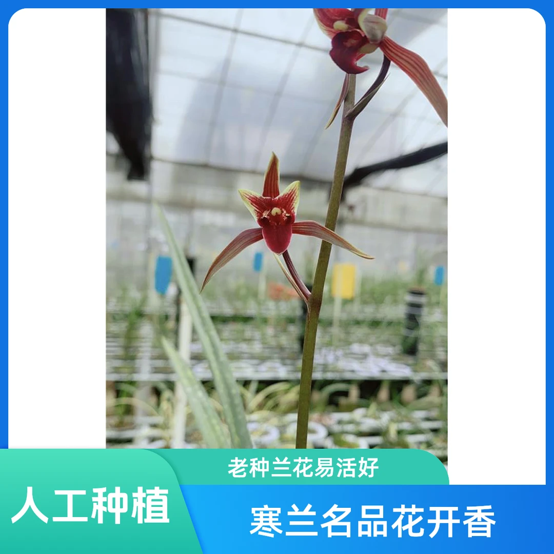 【国艳】寒兰名品 国兰老种2苗 花开浓香 好养易活 对版 人工种植
