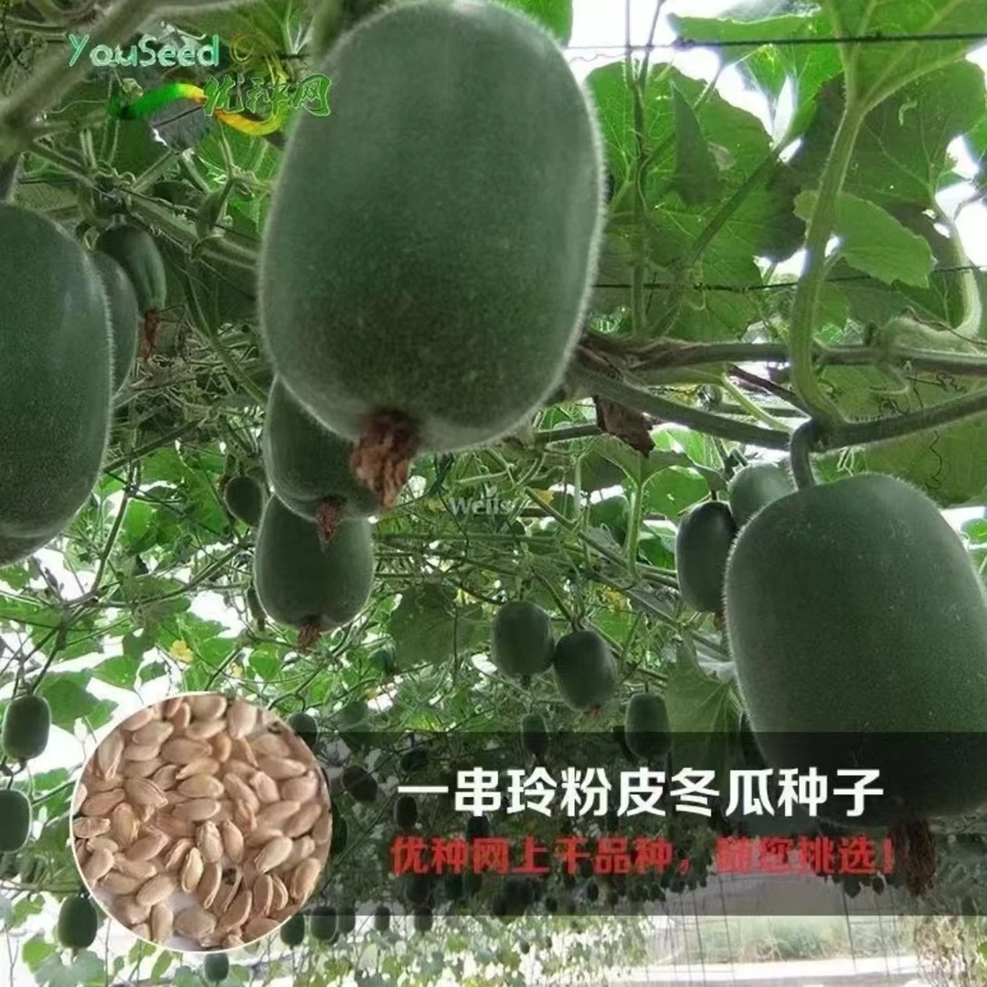 【一串铃冬瓜种子】粉皮冬瓜种子四季种植盆栽地栽阳台小院