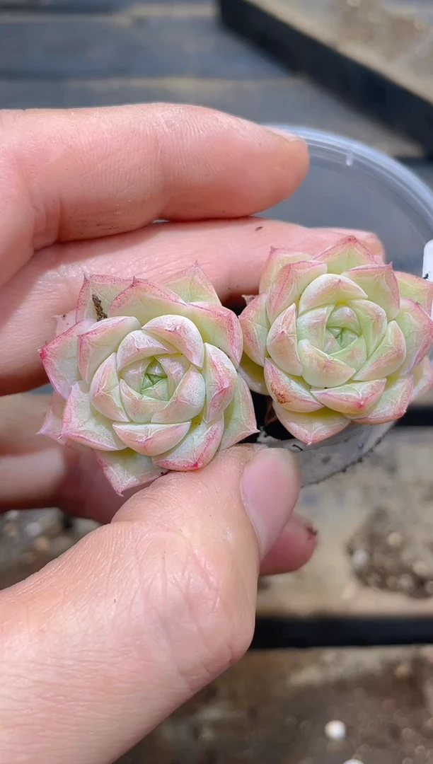 284禁区女王      量拍2颗