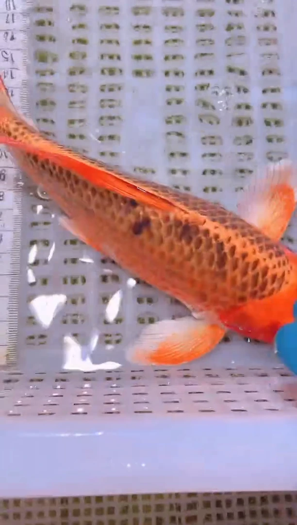 锦鲤冷水观赏鱼全场包邮151