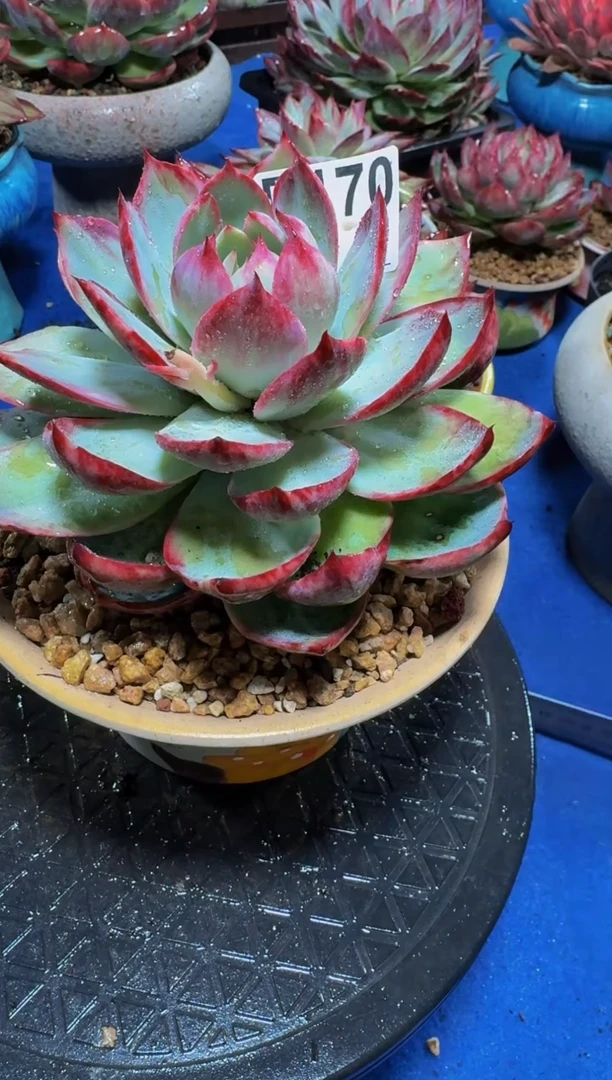 D170惊鸿仙子（裸根发货）