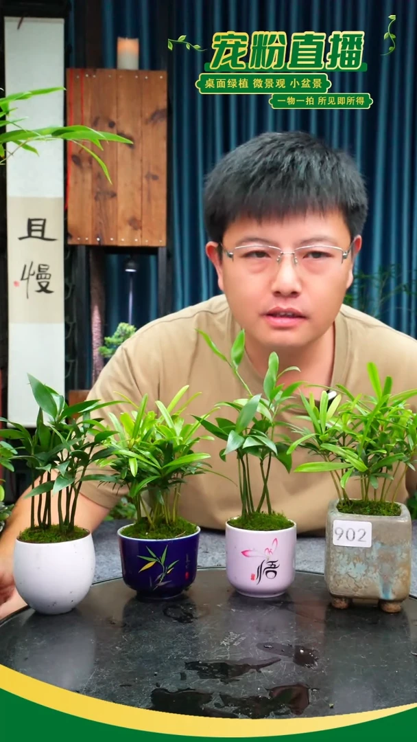 无花朵七*苔藓微景观902号