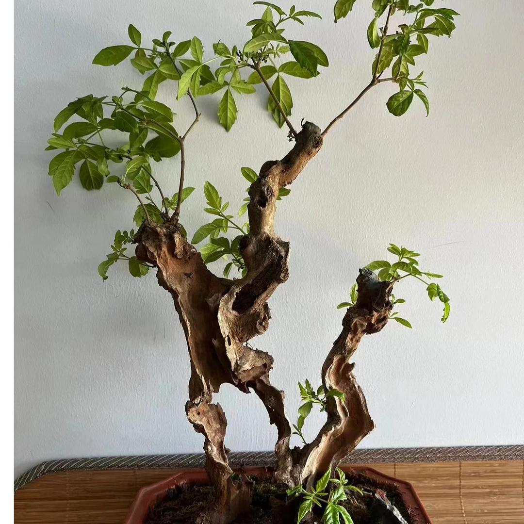 黄荆盆景.易养易活.室内外都能养.高温天气不可干水