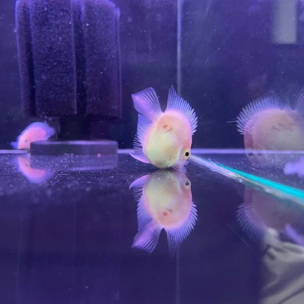 桃心缩尾迷你鹦鹉鱼 3个月 5条