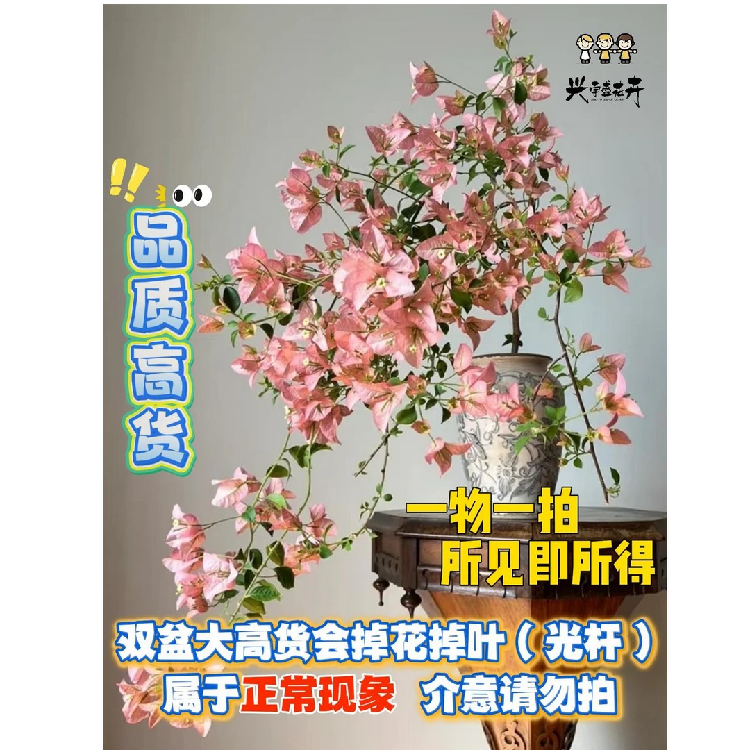 企业店【双盆高货一物一拍】会掉花落叶甚至光杆介意勿拍三角梅！