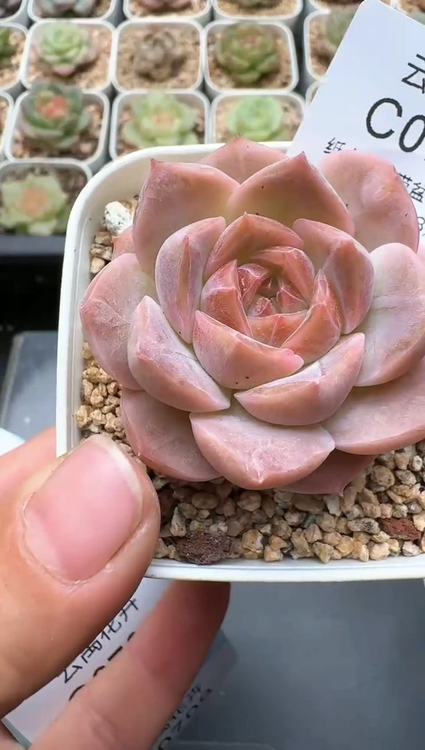 705C云禹多肉植物 带盆土纸巾打包 3颗包邮