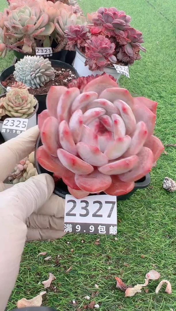 【闪购商品】信福多肉一物一拍