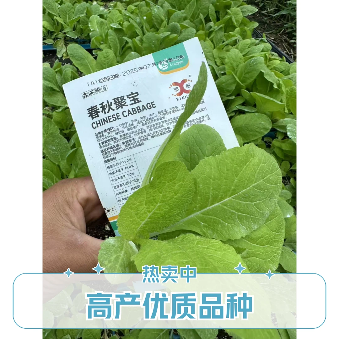 一代种黄心圆白菜苗秧苗优质高产耐寒耐热可四季播种阳台盆栽