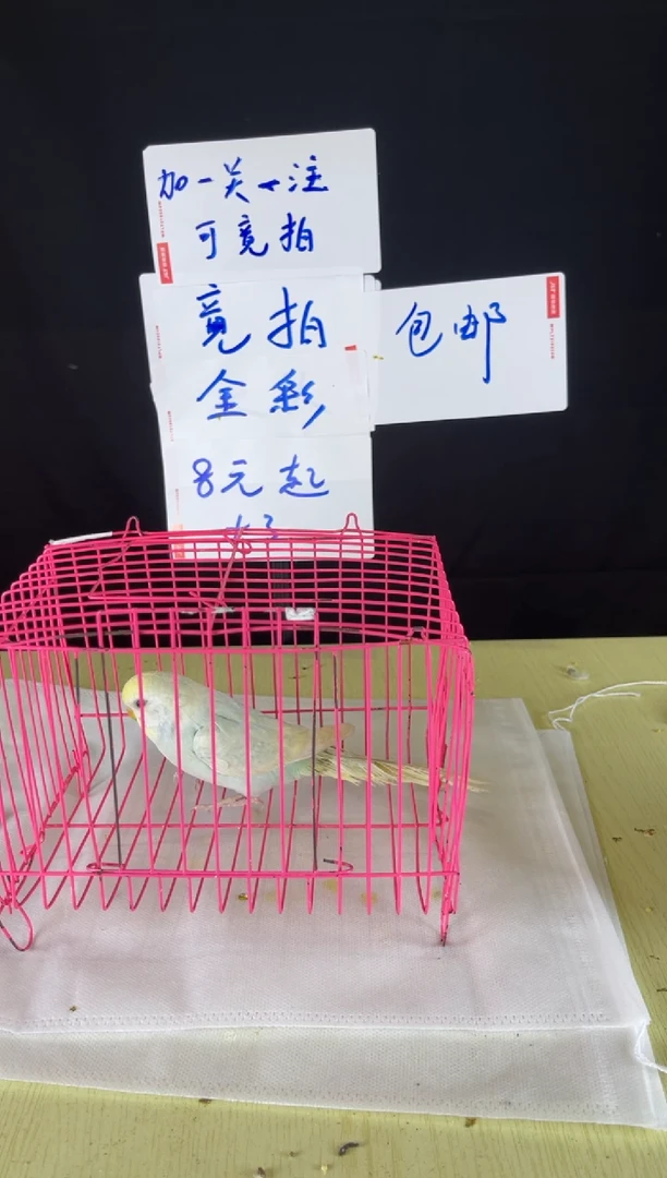 虎皮鹦鹉特色金彩