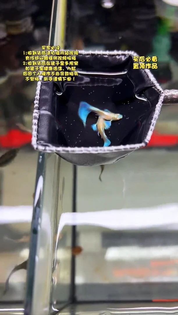 孔雀鱼无怨孔雀鱼