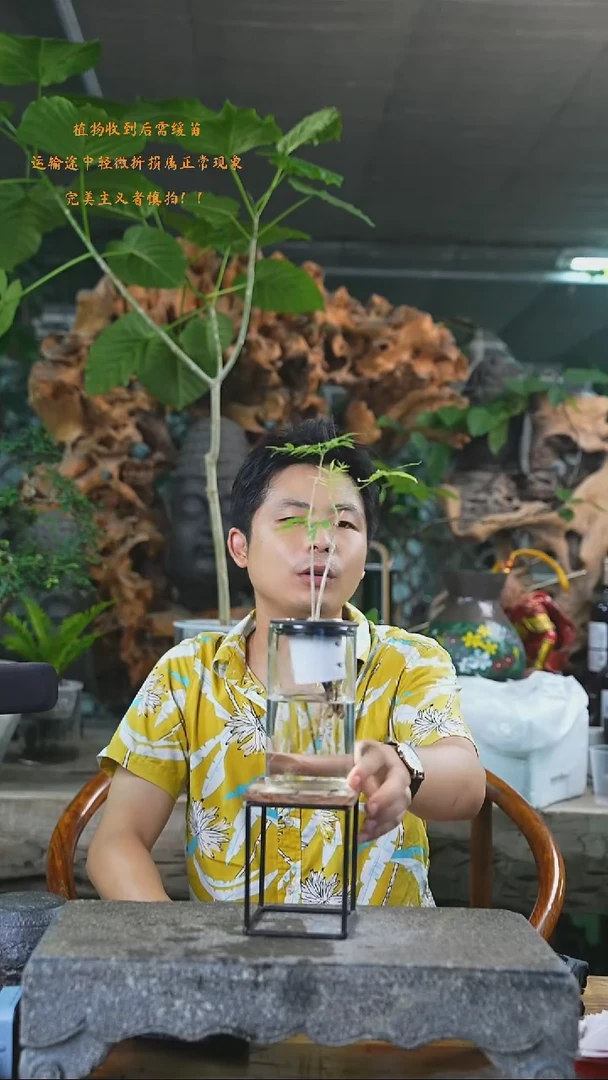 完全开放菩提244+