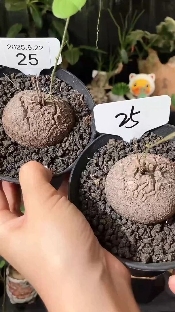 25号922福利南非龟甲龙买1个送1个