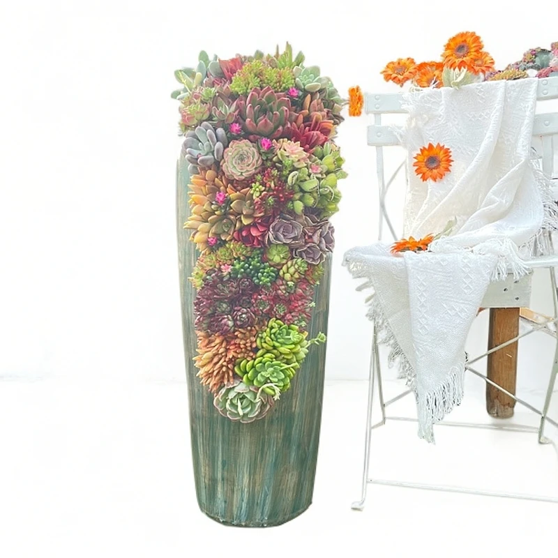 景天造景（终南之最） 镇店之宝繁华似锦 盆景艺术 庭院 玄关